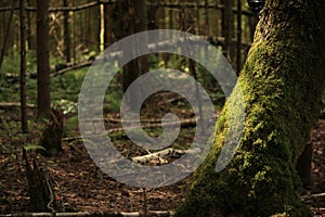 A sunbeam illuminates the moss on the tree trunk