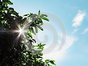 Sunbeam through the leaves of mango tree