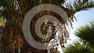 Sunbeam through leaves and seeds on palm tree, tropical background