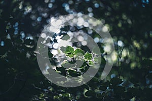 Light breaking through the leaves