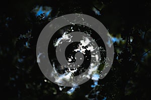 Light breaking through the leaves