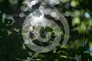 Light breaking through the leaves