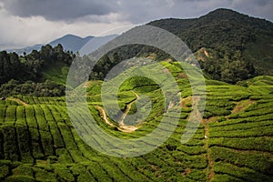 A sunbeam lights up the cameron Highlands near Brinchang, Malaysia