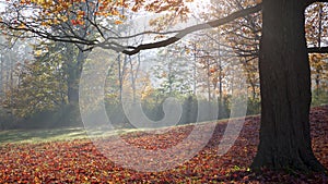 Sunbeam through the maple tree on a foggy morning