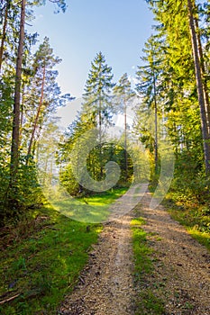 a sunbeam in the middle of a forest with trees and bushes on either side of the path and a bench in the middle