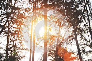 sunbeam on nature on evergreen forest outdoor
