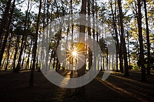 Sunbeam in nature pine forest