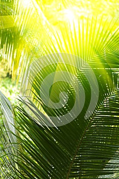 Sunbeam and palm tree