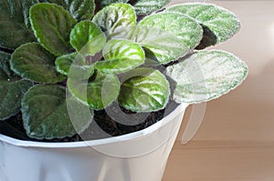 Sunbeam on Saintpaulia or african violet leaves