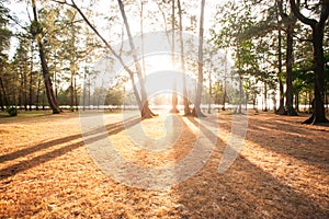 Sunbeam shining through pine forest at sunset, abstract shadow of pine trees on the brown fields. Scenery seaside in winter