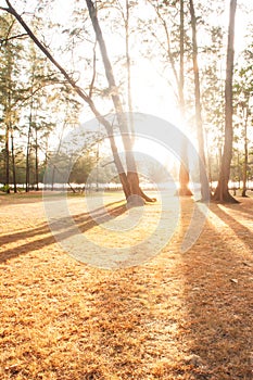 Sunbeam shining through pine forest at sunset, abstract shadow of pine trees on the brown fields. Scenery seaside in winter