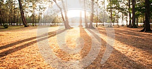 Sunbeam shining through pine forest at sunset, abstract shadow of pine trees on the brown fields. Scenery seaside in winter