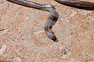 Sunbeam snake  Xenopeltis unicolor  non-venomous has a distinctive feature is body scales smooth