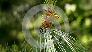 Sunbeam on a spring pine cone in a coniferous forest close up evergreen tree branch