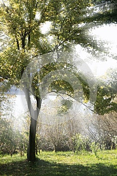 Sunbeam through a Tree photo