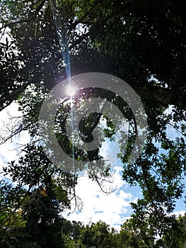 Sunbeam through tree branches with blue cloudy sky and forest background