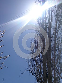Sunbeam on a tree in spring