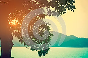 Sunbeam through tree, summer nature background. Warm tone and v