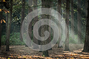 Sunbeam trees green forest shadows