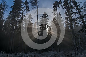 Sunbeam in White Frost Forest