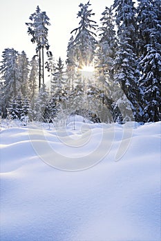 Sunbeam in Winter Forest