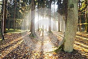 Sunbeams through the autumn forest