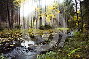 Sunbeams through the autumn forest
