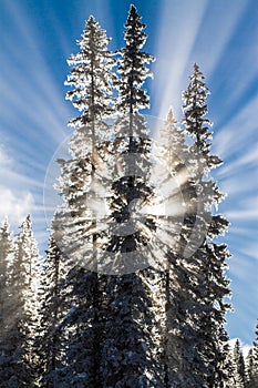Sunbeams behind snow covered trees. photo