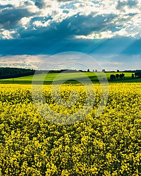 Sunbeams breaking through the clouds in a rapeseed field.