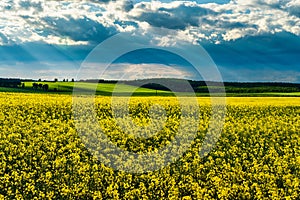 Sunbeams breaking through the clouds in a rapeseed field.