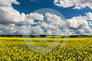 Sunbeams breaking through the clouds in a rapeseed field.