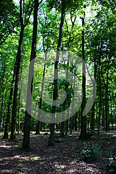 Sunbeams are coming through the forest