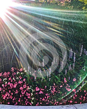 Sunbeams extend over flower garden in Chicago during springtime watering.