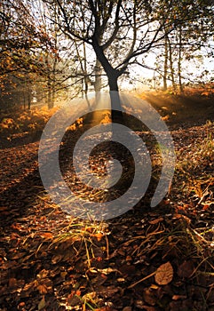 Sunbeams through foggy misty Autumn forest