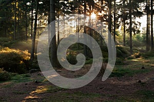 Sunbeams in Forest photo