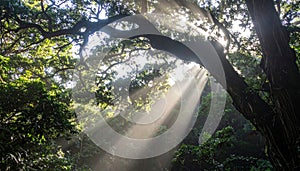 Sunbeams Through Forest Canopy