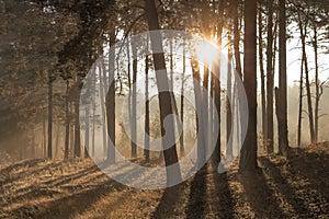 Sunbeams in forest on a foggy autumnal morning