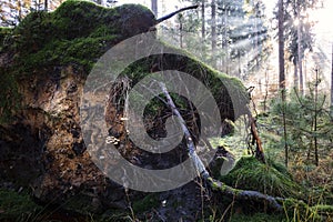 sunbeams in forest over fallen tree and mushrooms