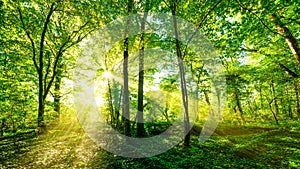 Sunbeams through forest trees photo