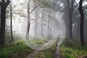 Sunbeams in green forest