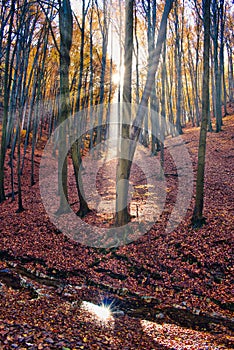 Sunbeams illuminating the magical autumn forest in Ã“bÃ¡nya, Hungary