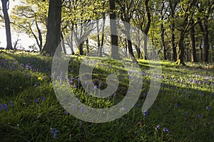 Sunbeams lighting up the beautiful bluebells and green ancient forest