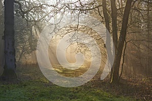 Sunbeams through misty morning woodland path at dawn