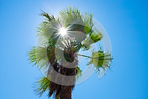 Sunbeams through a palm tree