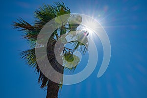 Sunbeams through a palm tree