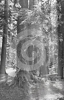 Sunbeams passing through fir and cedar trees in a forest. A bench and a wooden table seen on the left