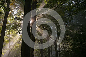 Sunbeams penetrating forest