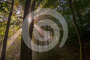 Sunbeams penetrating forest