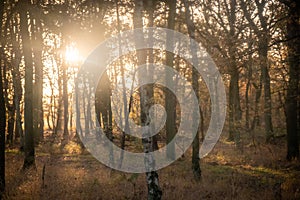 Sunbeams Piercing Through the Forest Canopy