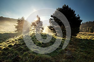 Sunbeams through pine trees on misty hills